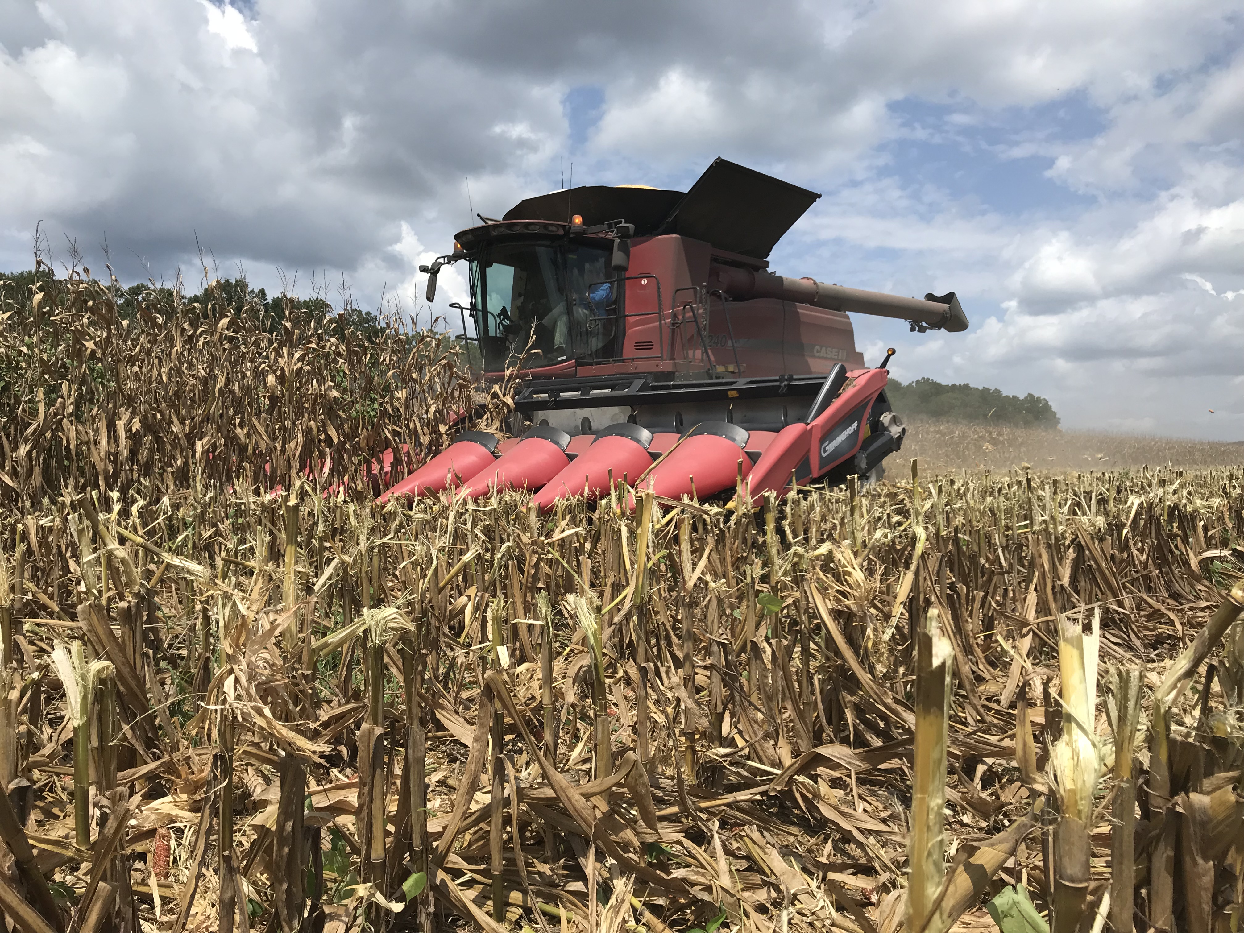 corn harvest.JPG thumbnail